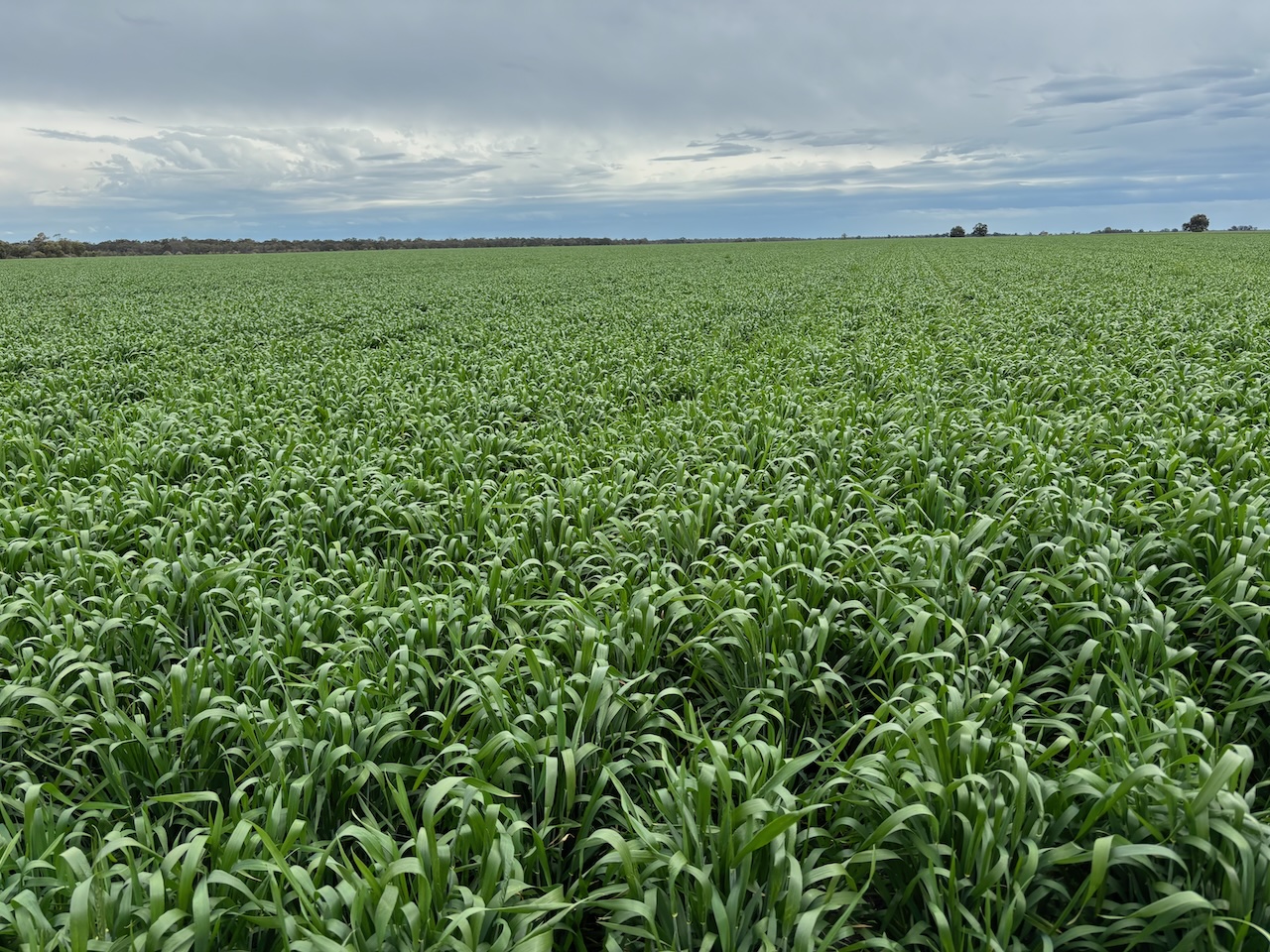 FCVI example in wheat crops