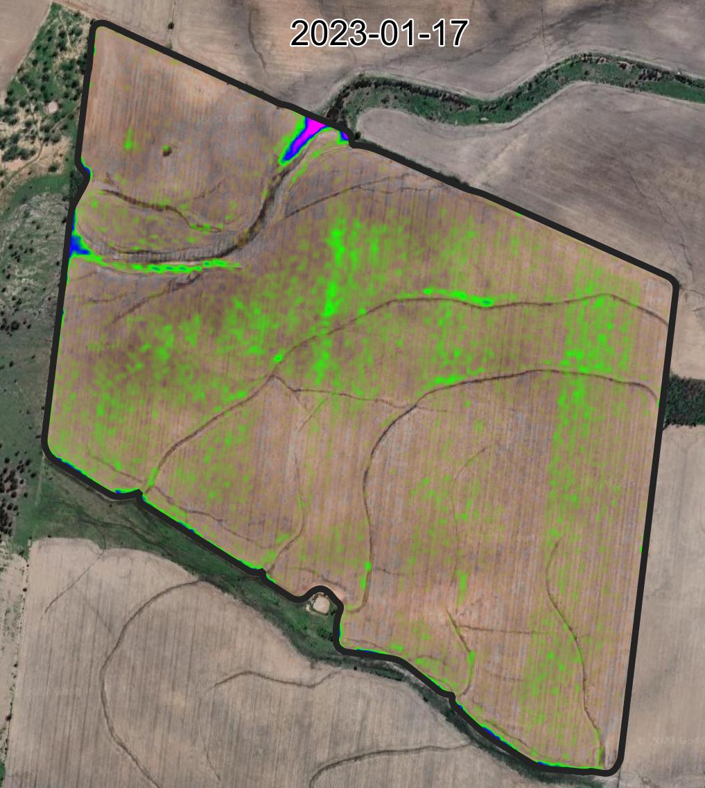 MCARI2 imagery of fallow weeds on 2023-01-17 over Google Maps background