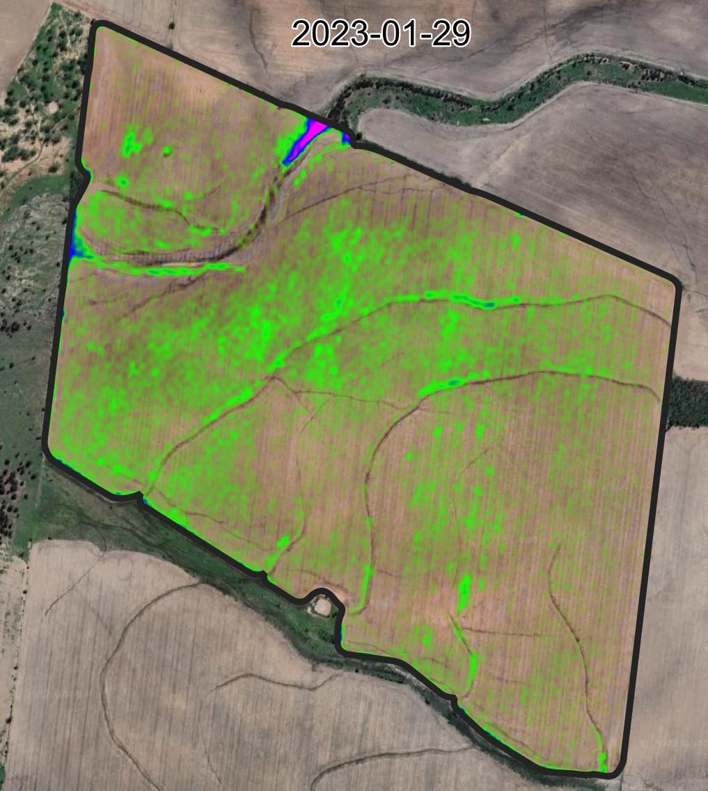 MCARI2 imagery of fallow weeds on 2023-01-29 over Google Maps background